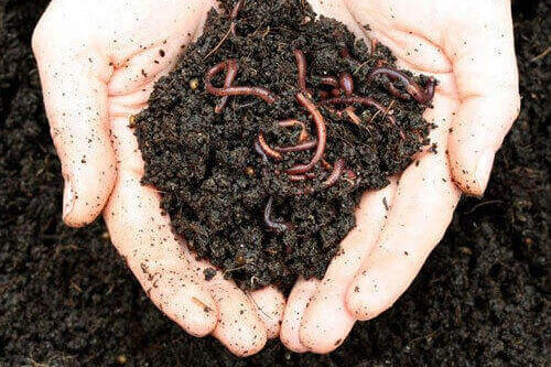 organic-vermicompost-500×500
